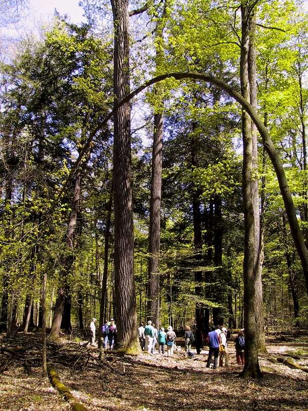 tuliptree-mesophytic-forest